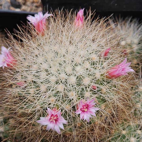 Mammillaria manana TL877